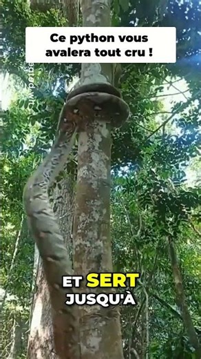 Ce serpent tue sans mordre 😨