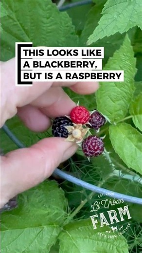What looks like a blackberry, but is actually a much-better tasting raspberry? Black Raspberries!