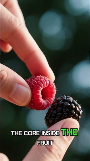 Raspberry vs Blackberry: They Look Similar, But Here’s the REAL Difference