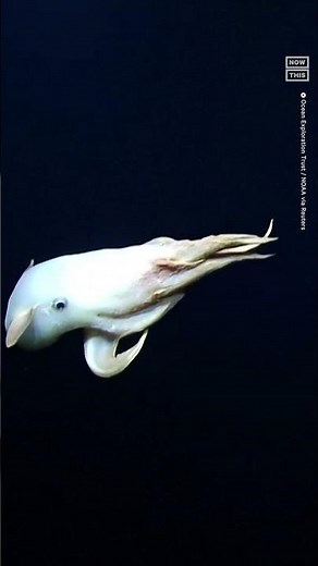 Rare ‘Dumbo’ Octopus Spotted During Deep Dive