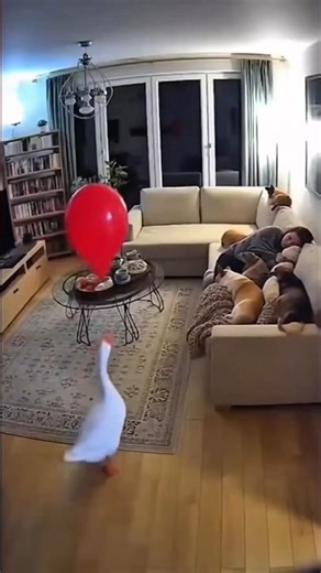“Innocent duck… dangerous plan 😈😂”#duck #funny
