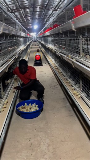 109 reactions · 11 shares | This is your gentle farmer 六‍ George Opare Addo Humble Beginning Stories Feeding America John Dumelo @highlight | Adu Ababio | Facebook