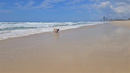 Lovely day at the Beach with Izzy and Leo | GC Labradors