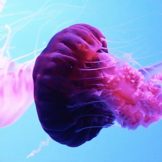 Beautiful Pink Jellyfish! 🪼✨ Ocean Elegance in Motion 🪼🌸