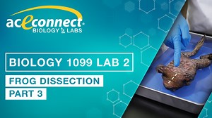 Biology 1099 Lab 2 || Frog Dissection - Part 3