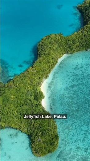 Jellyfish Lake, Palau: Swim With 10 Million Jellyfish That Don't Glow 🪼