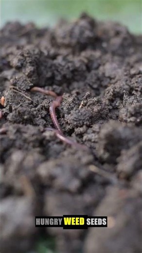 Why You Should Mulch Your Garden