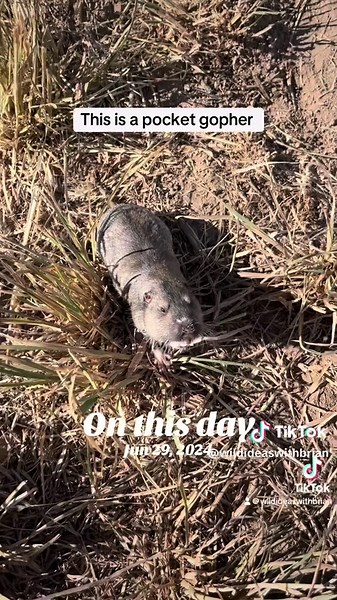 Wet Pocket Gopher Encounter – A Day in Nature