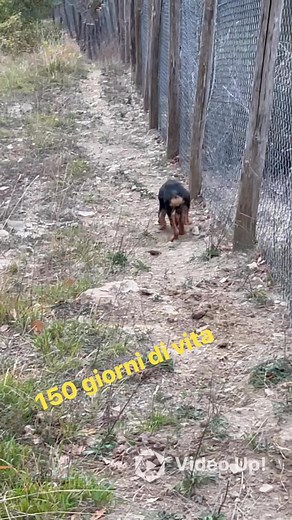 Calzaturificio Lauretta Ghette Campagnole.1 | Andrea Quagliotti