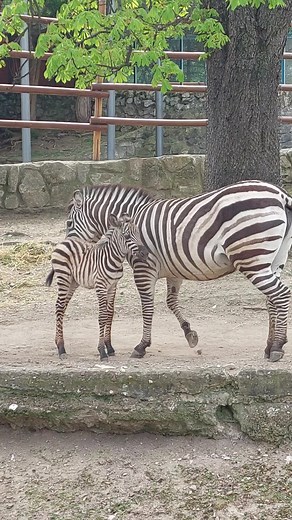 Nova beba u Beo Zoo Vrtu