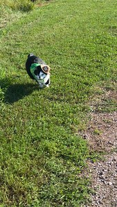 Meowdy purrtners. Time to go 🧐 no time for flower sniffing slacker film crew 😤 If you’re a fan of Jack Spicer’s kitty cat cowboy content please consider subscribing or joining his Patreon linked in bio 😊 everything helps ❤️ #cat #cats #catlover #catsofinstagram #catlovers | Aaron Apps