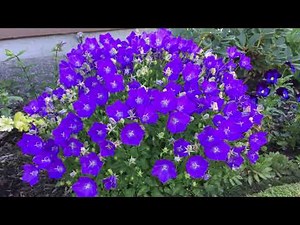 Blue Clip (Campanula Carpatica)/Bell Flower - In Blooms - July, 2020