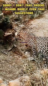 Jaguars fight with hyenas 🐆 #jpwildlife #animals #shorts #hunting #fbreelsfypシ゚viralfbreelsfypシ゚viral #fbreelsfypシ゚ #trendingreels #facts #jaguar #wildanimals #wildlife Wild animals Latest Sightings - Kruger Animals Doing Things Animal Planet discovery | JP Wildlife