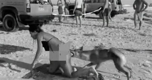 true story's uncovered on Instagram: "Dingo Bites Tourist’s Bum: Unfortunate Incident at K’gari Beach A new video has emerged, capturing the moment when a French woman was bitten on the buttocks by a dingo, a wild Australian canine species. The dingo involved in the incident has been subsequently killed by authorities. The incident occurred while the woman was sunbathing at a beach on K’gari Island, Australia. Visit the link in our bio and watch the video"
