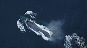 10K views · 256 reactions | Antarctic blue whales are the largest...