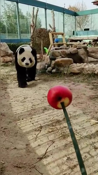 Adorable Pet Moments That Will Melt Your Heart