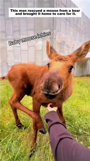 This man rescued a moose from a bear and brought it home to care for it, then...