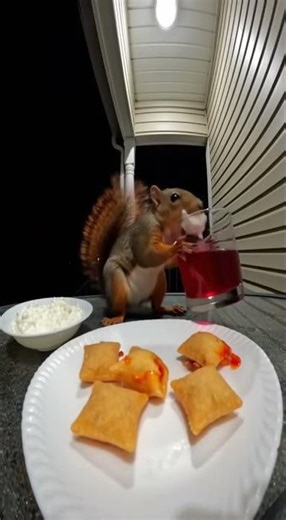 Squirrel Dinner Party 😱🐿️🍕