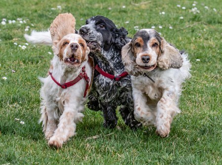 Show Cocker Spaniels vs Working Cocker Spaniels [Ultimate Guide]