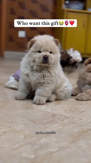 Adorable Gift Ideas for Pet Lovers