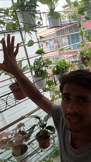 Balcony decorations #Money_Plant #full_indoor #bright_indoor | Karu Mala