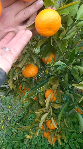 Mandarinier tangor Ortanique #Mandarinier | Pépinière Nabil Chekfa