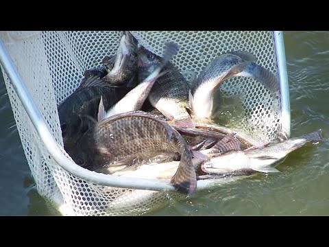 HOW TO FARM NILE FISH FOR BEGINNERS, A MUST KNOW BEFORE CULTIVATING NILE FISH