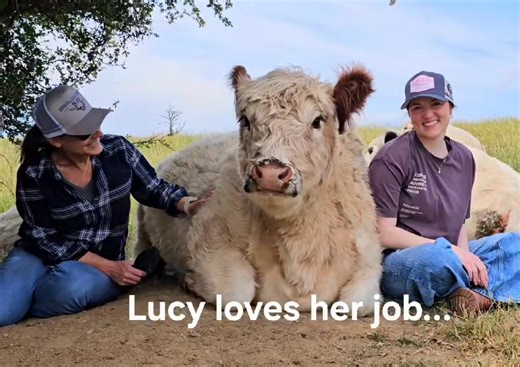 Forty minutes in the paddock this morning before five minutes of rain halted a perfect 'Lucy love in'. | GOLD CREEK Miniature Cattle - Traditional White Galloways
