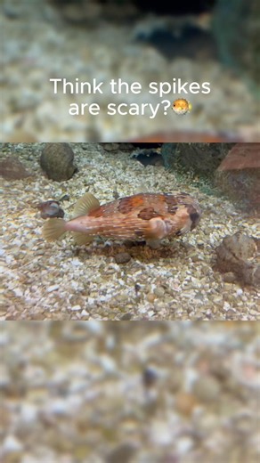 This Fish Has Built-In Pliers! 🦀🐡 #shorts