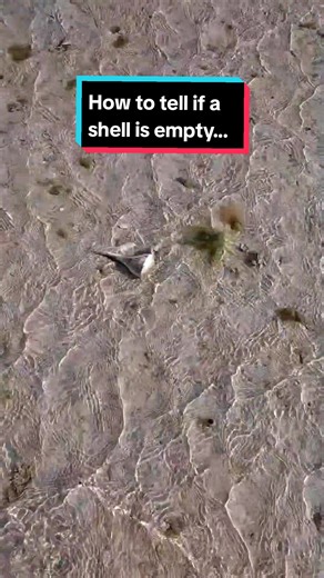 How did I know this shell would be empty? ⬇️ . You'll want to Save this one! ✨️ . My last trip in Ten Thousand islands consisted mostly of living seashells and sea creatures (which I am not at all complaining about), it's that time of year! 🐚 . After seeing so many live whelks this trip. I was surprised to find this shell completely empty! 🙌🏼 . You can almost guarantee these bigger shells to be empty when they are laying with the aperture (opening) facing up ⬆️ . Living shells typically lay f