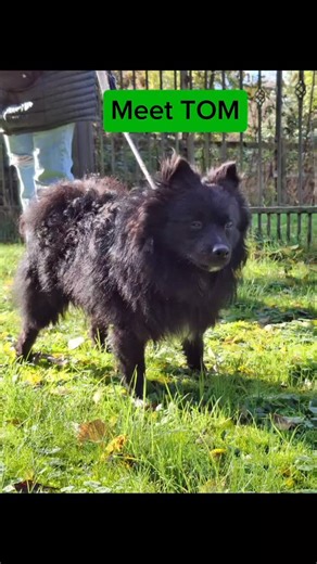 Dogs in Need on Reels