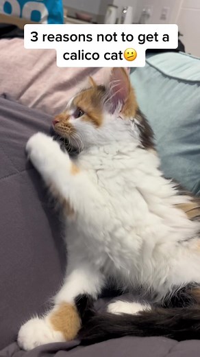 Adorable Calico Kitten Compilation