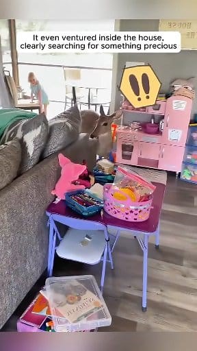 This Tiny Fawn Appeared at Her Door Asking for Help… She heard a faint cry outside her door… and found a tiny fawn, lost and scared. 💔 What happened next will melt your heart. 🦌💖 Sometimes, the smallest lives find us when we least expect it. 🌿✨ #AnimalRescue #HeartwarmingStory #KindnessMatters | Do Stori