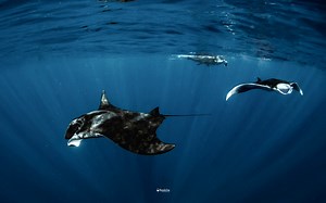🌎The World's Largest Ray Did you know that manta rays are the largest rays in the world? For many years, scientists believed there was only one species. However, in 2008, researchers identified two distinct species: the reef manta ray, commonly found along coastlines in the Indo-Pacific, and the giant oceanic manta ray, which inhabits open waters in major oceans, spending much of its life far from shore. Both species face significant threats and are classified as vulnerable, making conservation