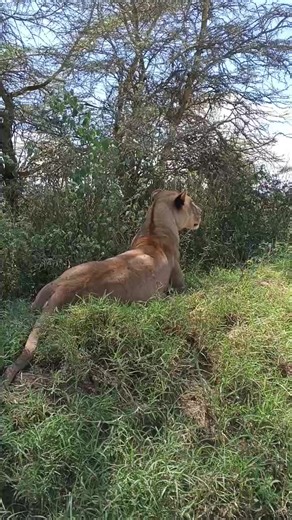 10 Best Romantic Safari Destinations in Kenya for Couples in 2026 Ready for a romantic adventure unlike any other? Kenya's stunning landscapes and breathtaking wildlife offer the perfect backdrop for an unforgettable couples' getaway. Here’s a sneak peek at what makes a Kenyan safari so romantic: ❤️ Unforgettable wildlife encounters 🎈 Hot air balloon sunrises 🐘 Majestic elephant herds ✨ Sleeping under the stars 🦁 Thrilling night game drives 🥂 Private bush dinners 🏝️ Bush-to-beach relaxation