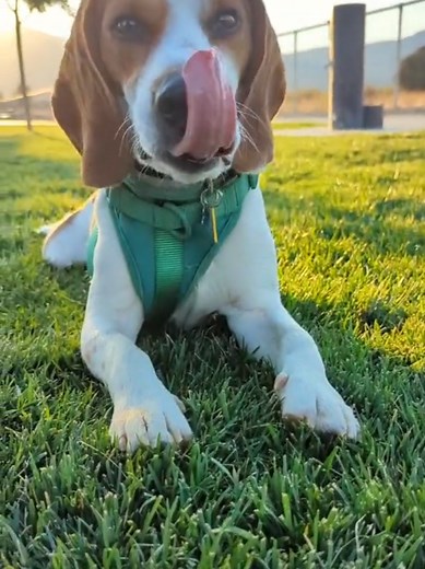 Life with Beagles: Cute Moments with Beagle Dogs