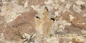 Picket Wire is home to the largest dinosaur track site in North America