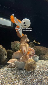 7.1K views · 119 reactions | It's #CephalopodAwarenessWeek! Cephalopods encompass species of squid, cuttlefish, nautiluses and more, and today we're spotlighting one of our favorites: the common octopus  Cephalopods are considered the most intelligent of all invertebrates, so we find intricate approaches to cater to our octopus's complex brain. You may even spot this creature puzzle through an enrichment item on your next visit! | South Carolina Aquarium | Facebook