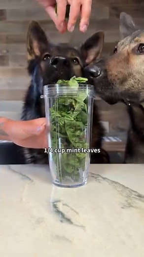 My German Shepherds are water OBSESSED!! 💦 Anyone else have a merdog?? #dog #swimming #germanshepherd #dogreels #reelsviral | Jade the Sable GSD