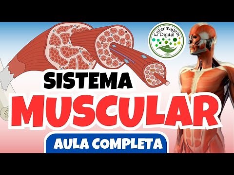 SISTEMA MUSCULAR - AULA COMPLETA - ENFERMAGEM DIGITAL