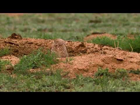 Burrowing Owl In the Mist - Snyder Co - 5-17-26