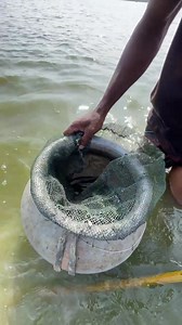 Bime fishing in village | Daily Fishing Life