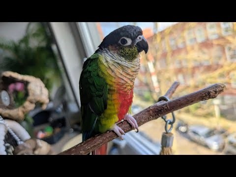 Green Cheek Conure Sounds, Screams and Emotions, Bird life sneak peek #greencheekconuresounds