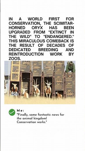 The Scimitar Horned Oryx Makes a Historic Comeback From Extinction #Conservation #Wildlife #Endanger