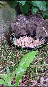 Did you know...? Hoglets (baby #hedgehogs) are actually born with little soft spines – though they’re covered with protective fluid-filled skin, so they don’t appear until after they’re born. Phew! #FridayFact #hedgehog #hedgehogfact 🦔 Spotted in August at dusk by J.Fletcher | British Hedgehog Preservation Society