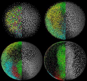 En vidéo : premières images en « live » d'un embryon de poisson