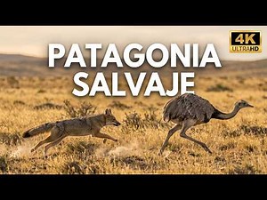 WILD PATAGONIA | The Predators Surviving at the End of the World | Nature Documentary