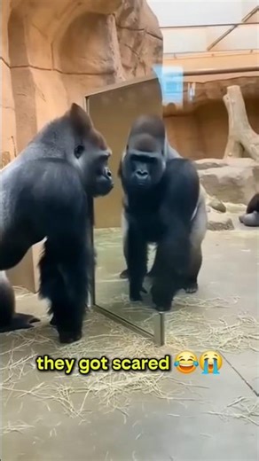 Gorillas See Mirror — Panic 😳 #gorilla #viralshort #fypシ