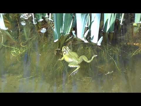 Swimming And Croaking Frog In The Pond (In HD!)