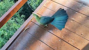 42K views · 888 reactions | A VERY SPECIAL VISITOR  This is an...